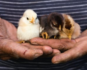 Gackerndes Glück – Mondial verschenkt Hühner für den guten Zweck
